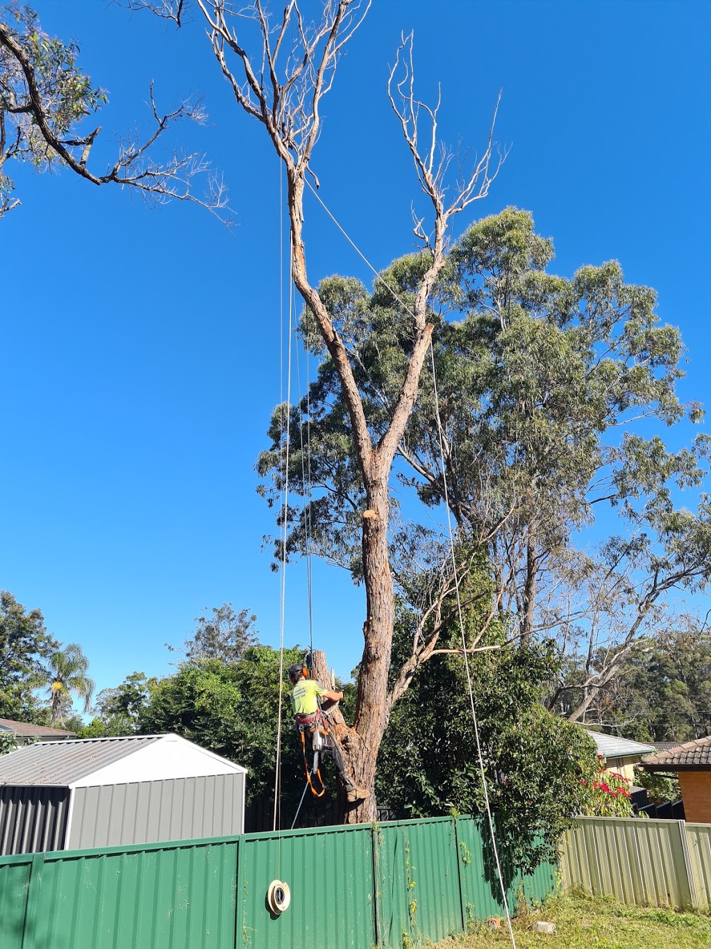 Jeff Pearce Tree Services |  | 24 Caleyi Cres, Tuncurry NSW 2428, Australia | 0415312104 OR +61 415 312 104