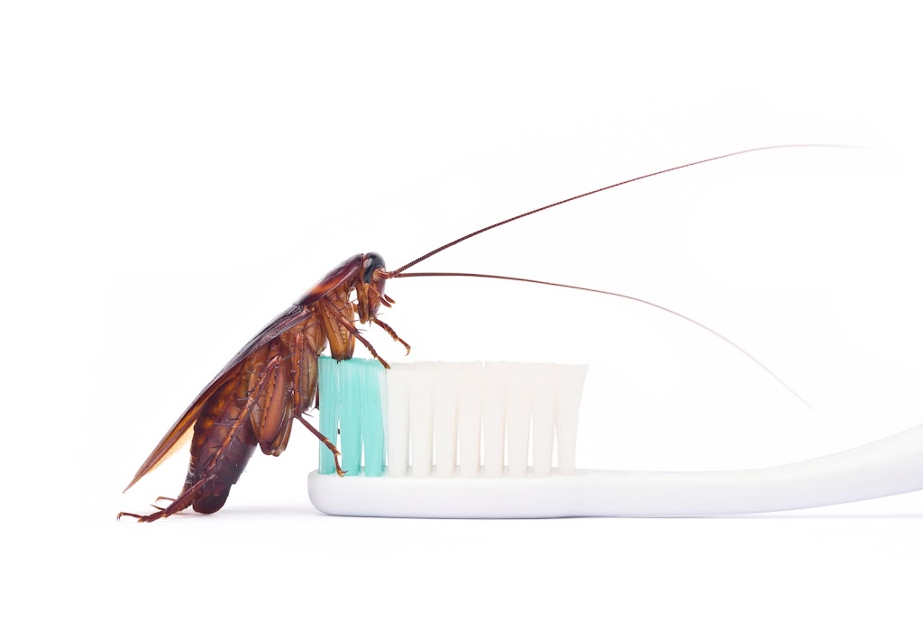 Wipeout Termites and Pests | 95 Bells Esplanade, Pelican Waters QLD 4551, Australia | Phone: 0437 122 236