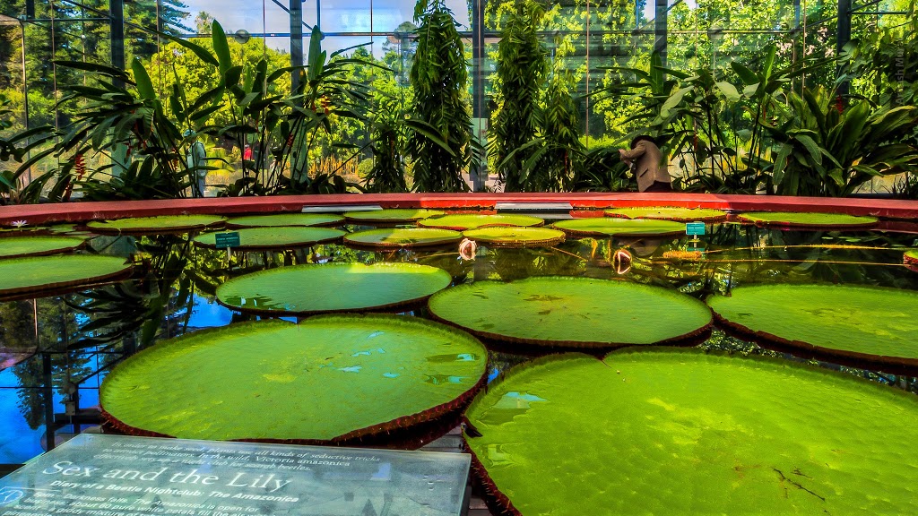Amazon Waterlily Pavilion | park | Adelaide SA 5000, Australia | 0882229311 OR +61 8 8222 9311