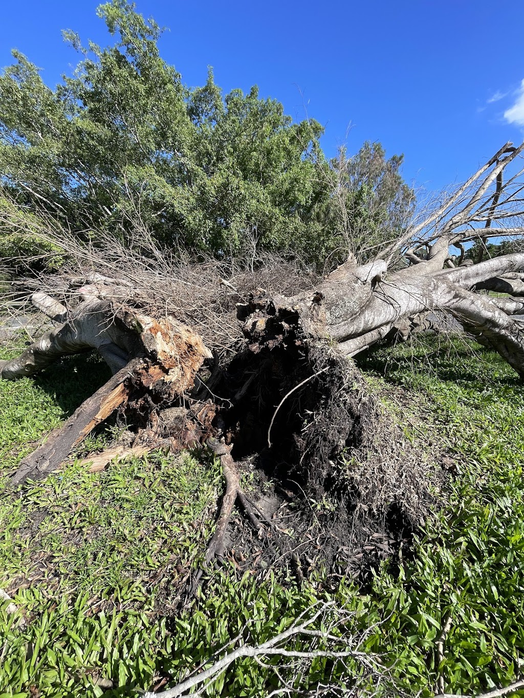 Arborsafe Tree Services Mount Tamborine | Mt Vista Pl, Tamborine QLD 4270, Australia | Phone: 0418 197 006