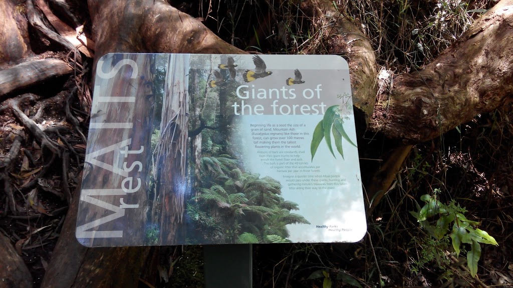 Maits Rest Rainforest Walk | park | Great Ocean Rd, Cape Otway VIC 3233, Australia | 131963 OR +61 131963