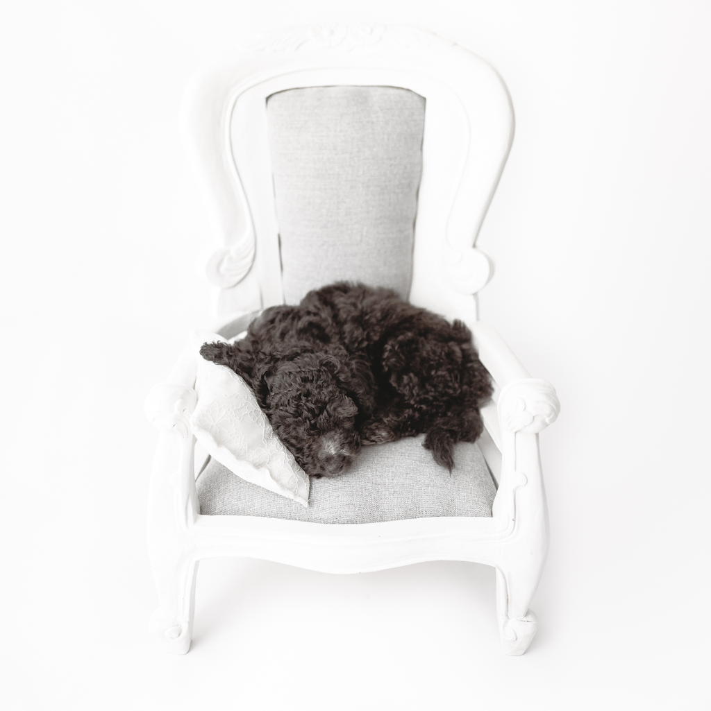 Lauren Vanier Photography | 57 Centauri Dr, Mount Rumney TAS 7170, Australia | Phone: 0460 019 121