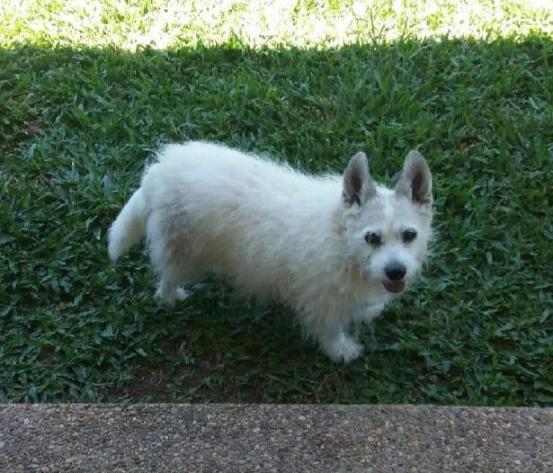 Chuck and Scratch doggy daycare | Clayton Rd, Lammermoor QLD 4703, Australia | Phone: 0466 902 151