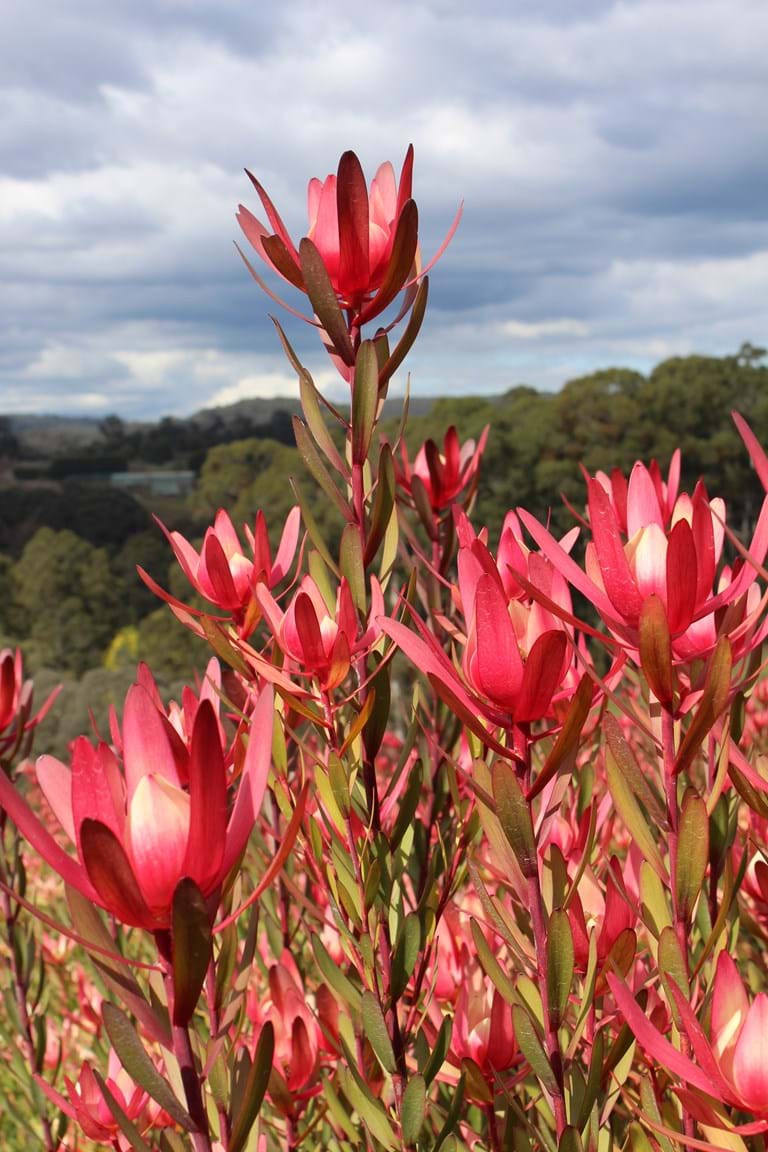 STRZELECKI FLOWERS | 308 Mirboo-Yarragon Rd, Allambee Reserve VIC 3871, Australia | Phone: 0459 063 322