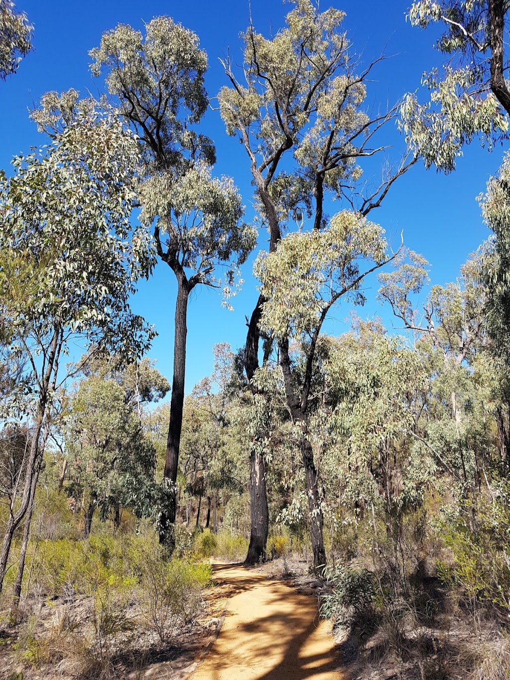 Timallallie National Park | park | Baradine NSW 2396, Australia