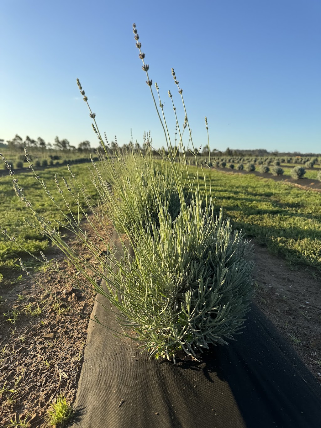 Back Paddock Botanical - Lavender and Herb Farm | 274 Goombungee Meringandan Rd, Goombungee QLD 4354, Australia | Phone: 0400 684 643