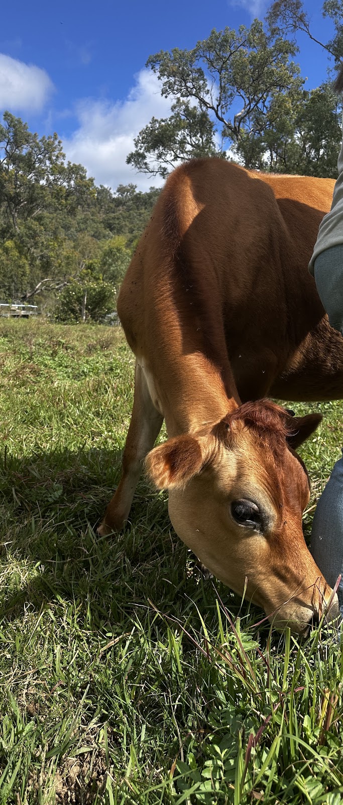 Shingle Hut Creek Farm | 35 Bonnell Rd, Townson QLD 4341, Australia | Phone: 0421 444 922