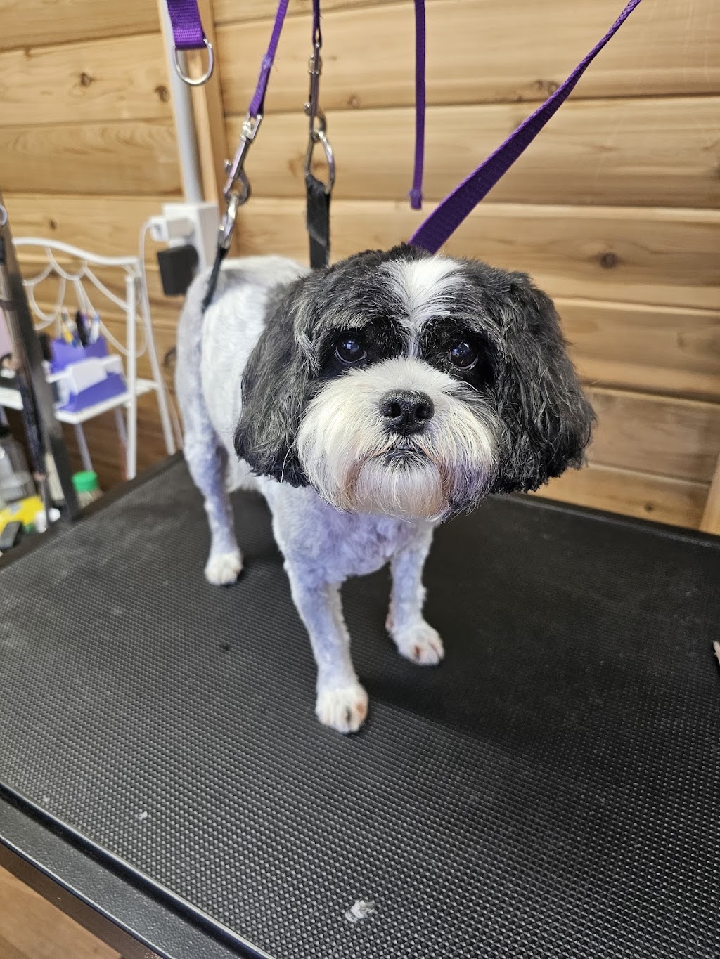 Fur King Groomer | Unit 1/90 Mount Hall Rd, Raymond Terrace NSW 2324, Australia | Phone: 0422 296 663