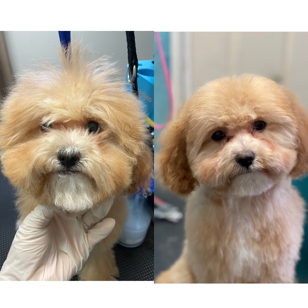 Pawfection Dog Grooming (under 6kgs only) |  | 27 Rialto Pl, Kellyville NSW 2155, Australia | 0431176157 OR +61 431 176 157