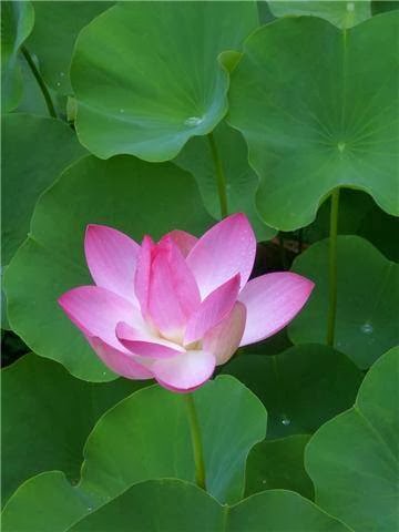 Lotus Oriental Therapies (Deep Tissue Massage and Shiatsu) | 14 Riley St, Adelaide SA 5088, Australia | Phone: 0414 569 743