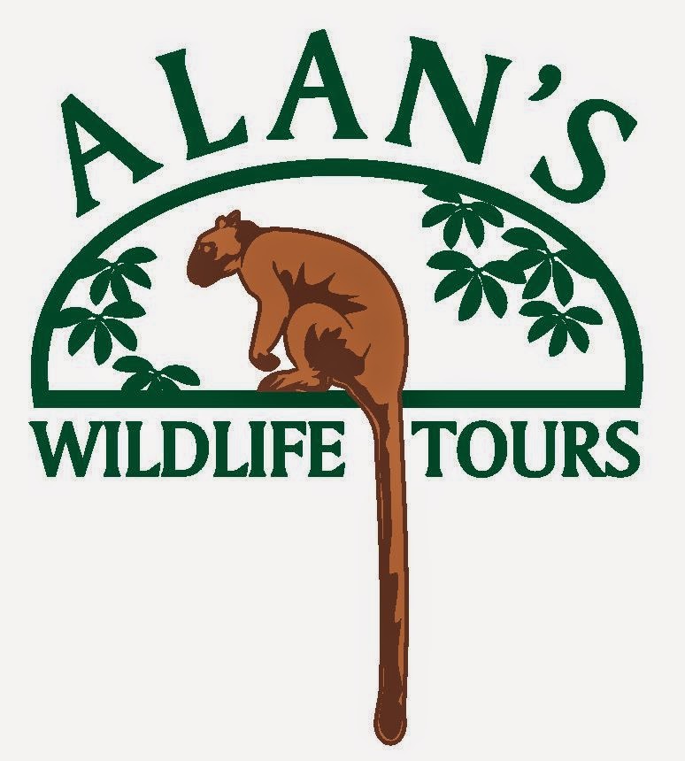 Alans Wildlife Tours | travel agency | LOT 2 Mather Rd, Yungaburra QLD 4872, Australia | 0740953784 OR +61 7 4095 3784