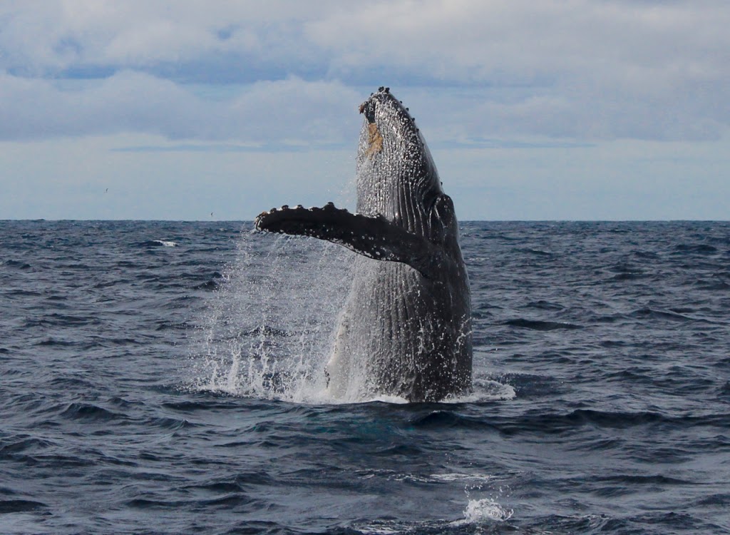 Wild Ocean Tasmania | travel agency | 165b Pirates Bay Dr, Eaglehawk Neck TAS 7179, Australia | 0473770416 OR +61 473 770 416
