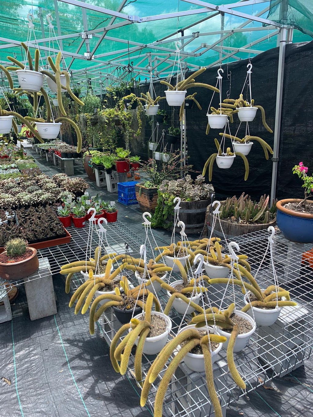 Ozzy Nursery | 173 New Beith Rd, Greenbank QLD 4124, Australia | Phone: 0411 862 014