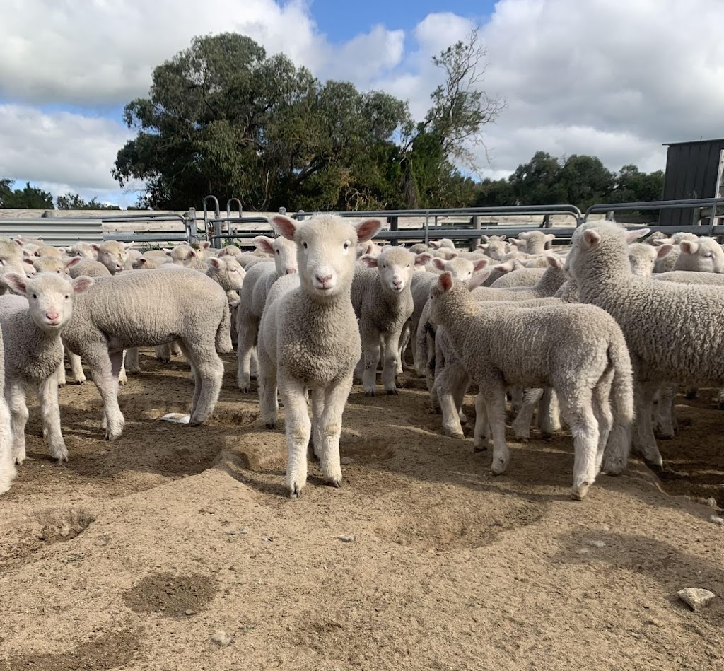 Deadwood Farm | Box 311 Robe 5276, Baxters Hill Rd, Mount Benson SA 5276, Australia | Phone: 0427 682 778