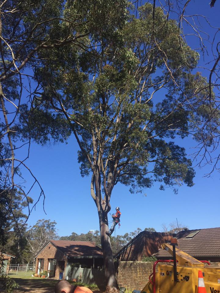 ALS TREES | 4 Mandina Pl, Bringelly NSW 2556, Australia | Phone: (02) 4774 8064