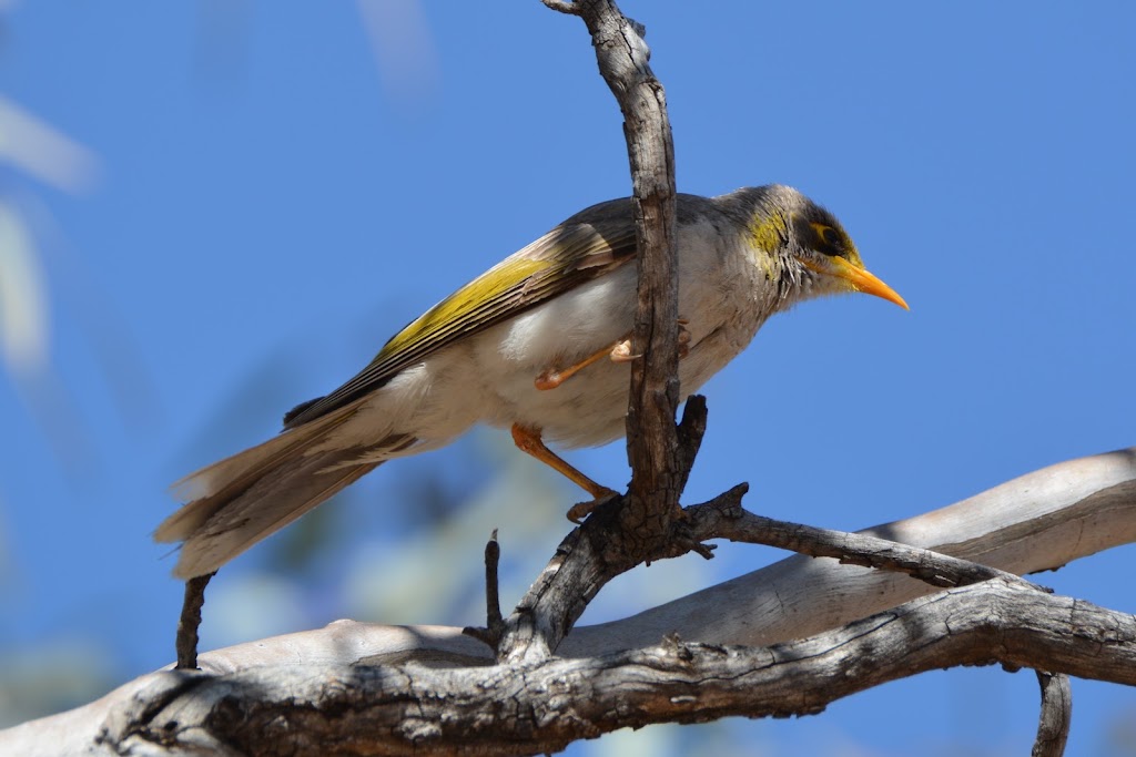 Bowra Sanctuary | Bowra Wildlife Sanctuary, 887 Humeburn Road, Cunnamulla QLD 4490, Australia | Phone: 0455 527 698