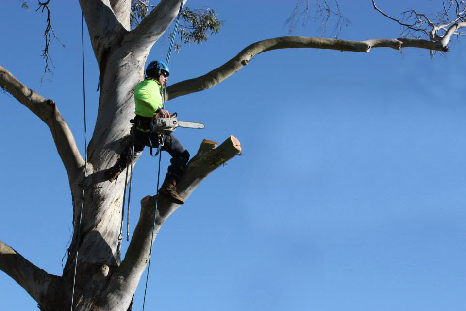 Tip Top Tree Services | 7/17 Cemetery Rd, Helensburgh NSW 2508, Australia | Phone: 0431 184 095