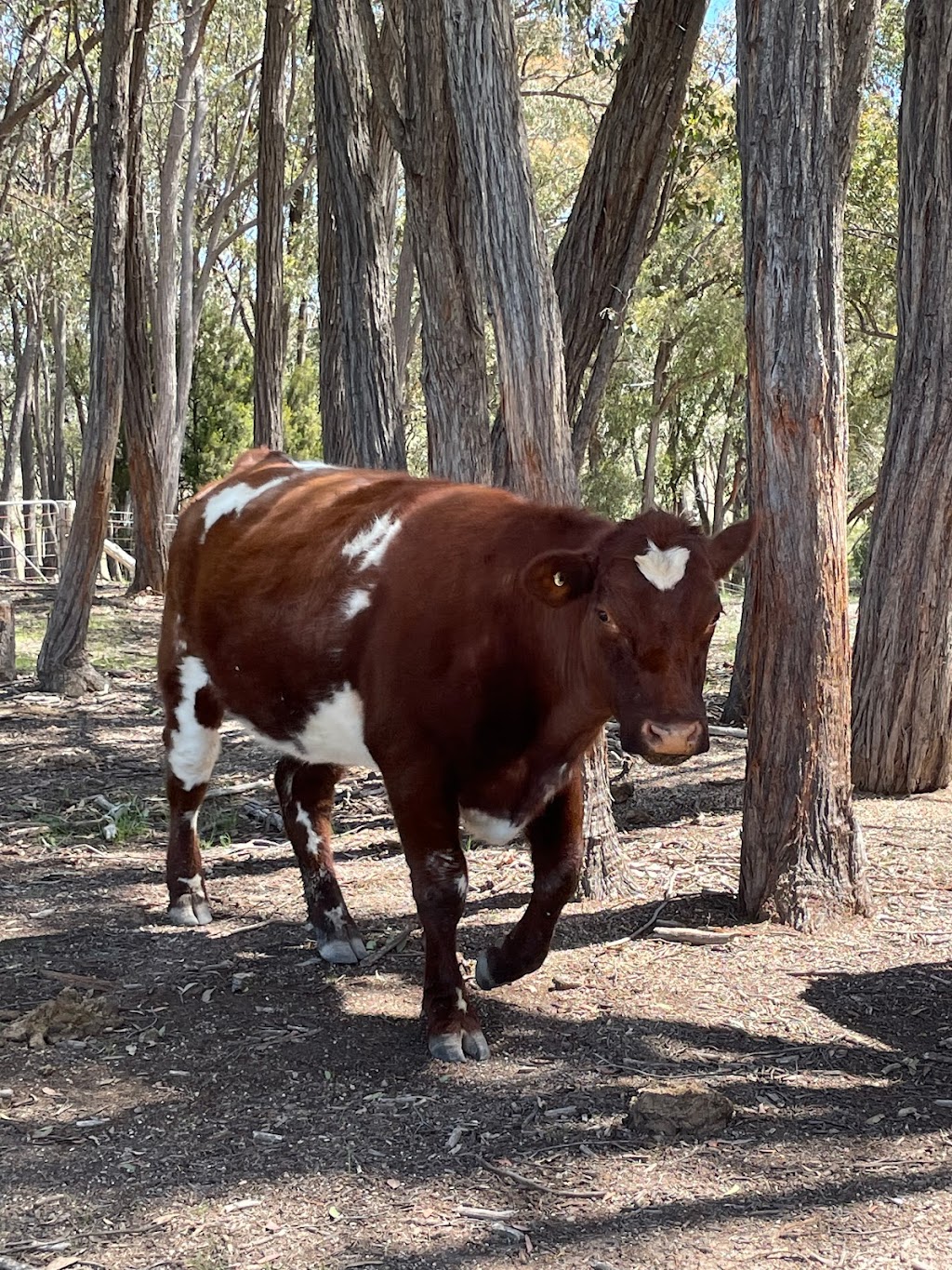 Galbraith Rural | Whalans Ln, Duramana NSW 2795, Australia | Phone: 0414 998 917