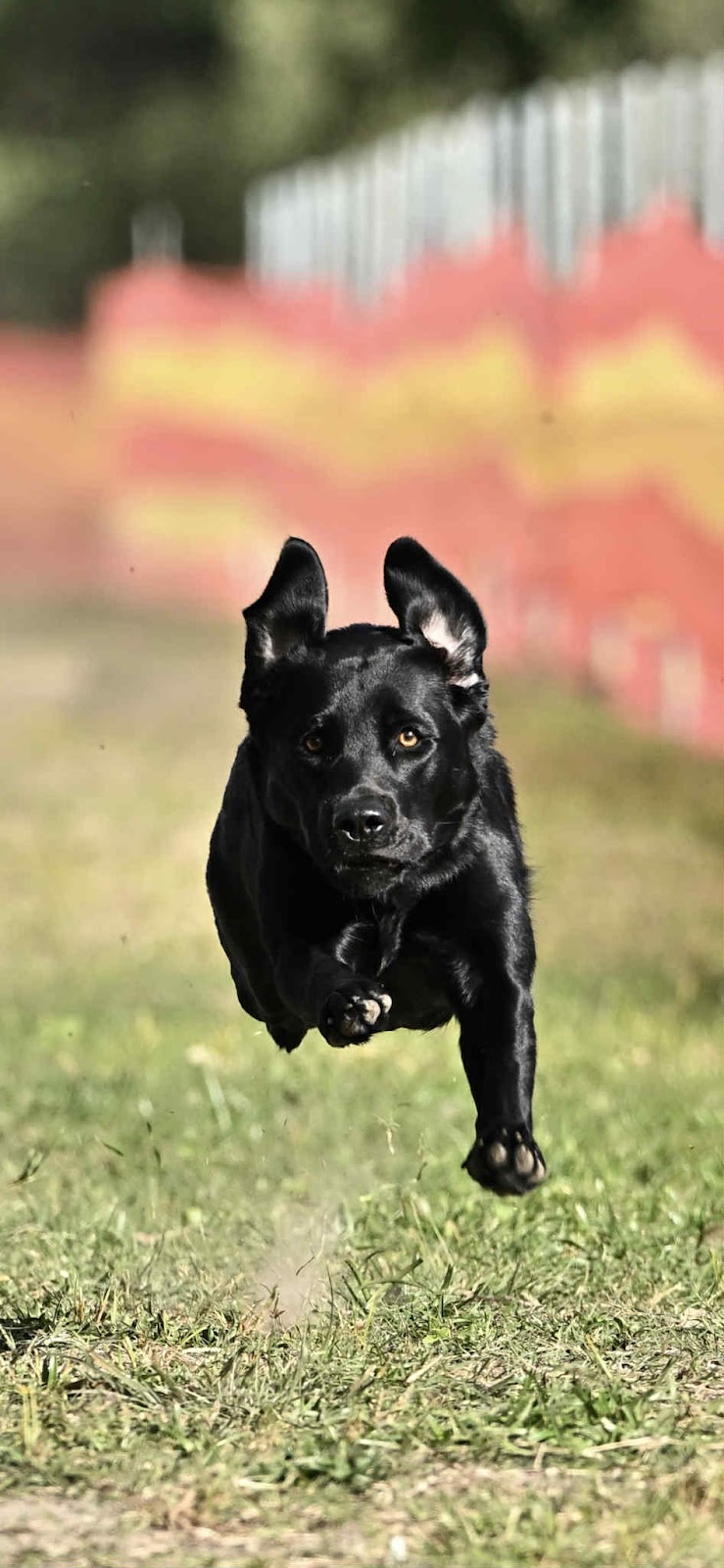 Amaiore Labrador Retrievers | 420 Dairy Creek Rd, Homewood VIC 3717, Australia | Phone: 0499 858 994