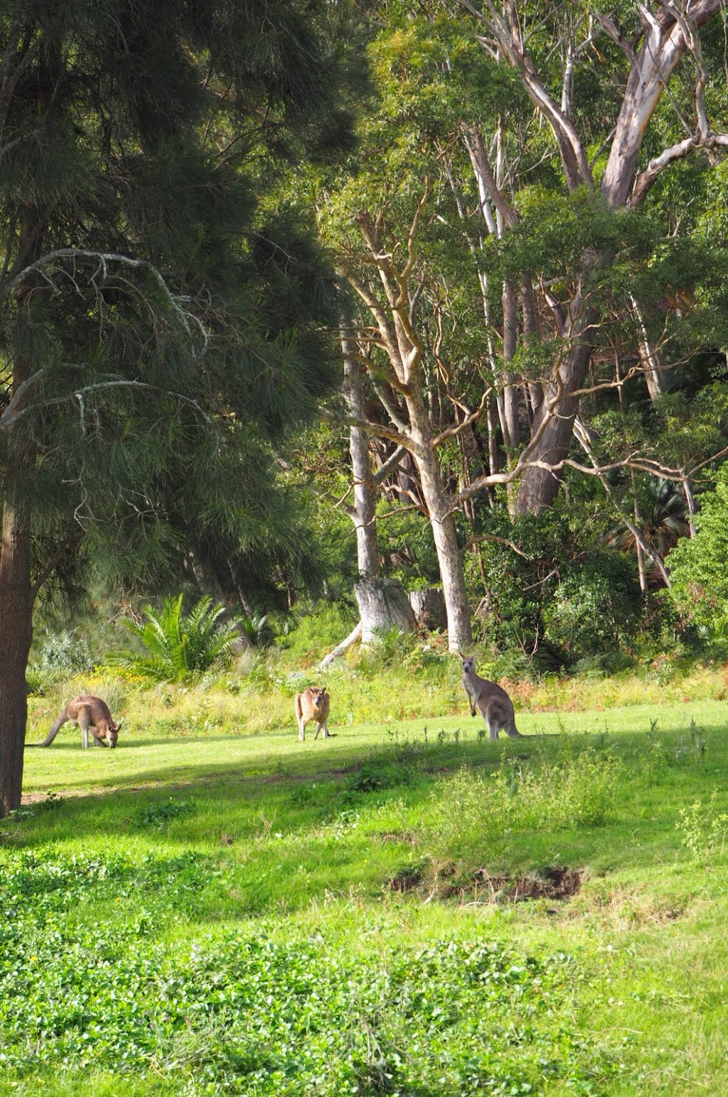 Murramarang National Park | East Lynne NSW 2536, Australia