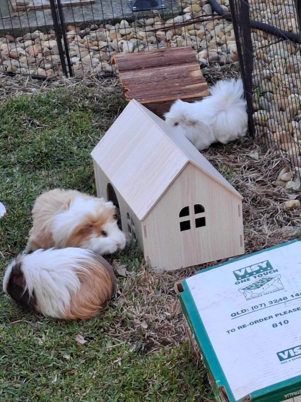 Happy Taters Guinea Pig Boarding | 5 Corella Pl, Werribee VIC 3030, Australia | Phone: 0403 054 260