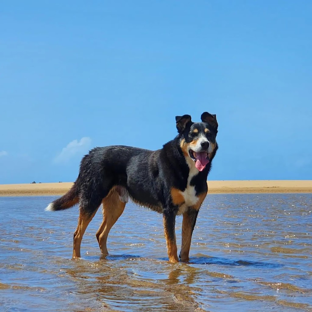 Healing Hounds Pet Grooming | 3945 Mackay Eungella Rd, Gargett QLD 4741, Australia | Phone: 0419 751 131