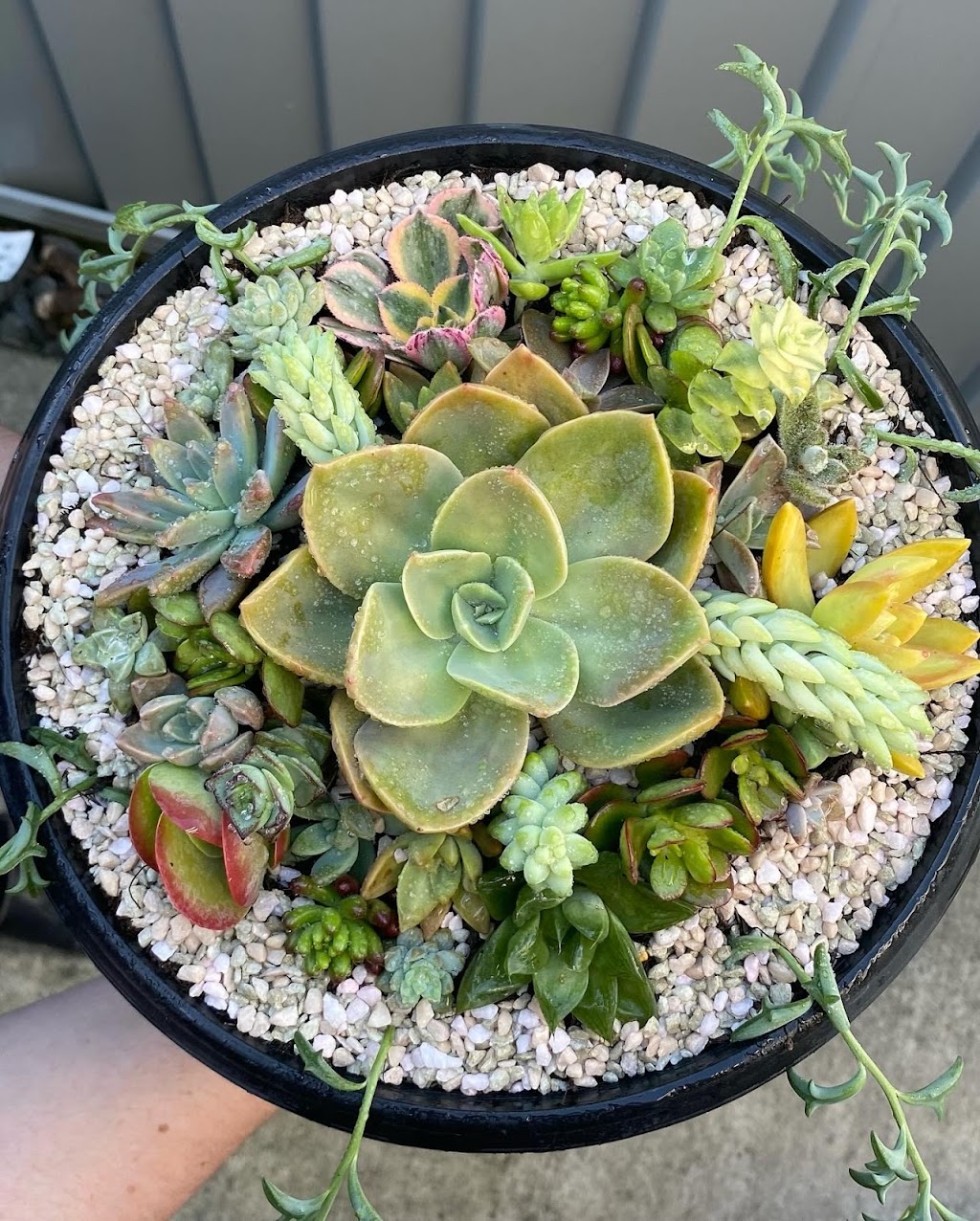 Potted With Love | 54 Currajong St, Evans Head NSW 2473, Australia | Phone: 0466 333 414