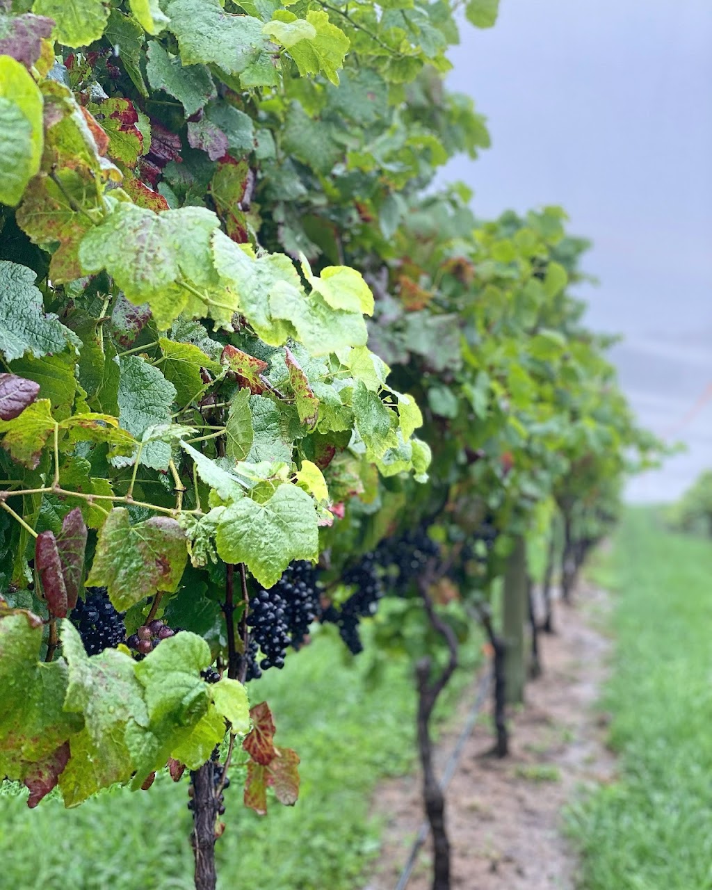 Sondara Estate | 352 Woodlands Rd, Woodlands NSW 2575, Australia | Phone: 0411 582 991