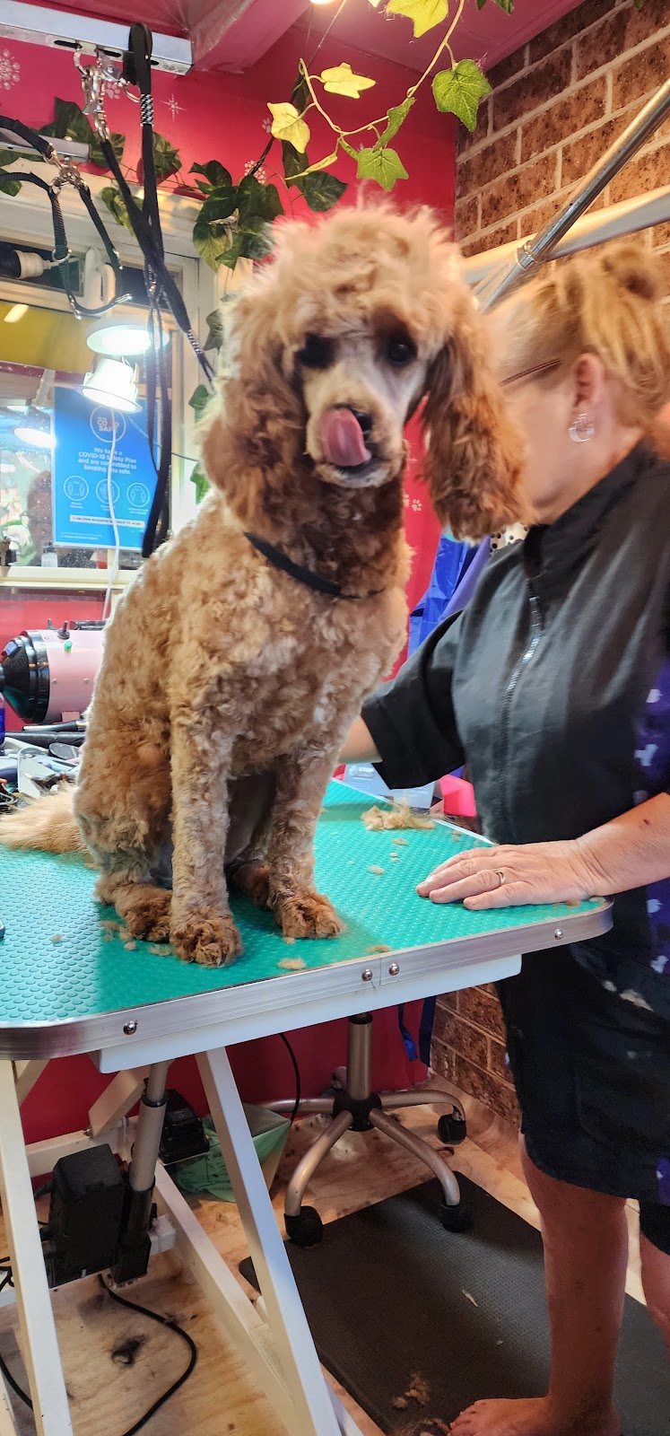 LA PETIT DOG GROOMING | 27 Lexington Ave, St Clair NSW 2759, Australia | Phone: (02) 9834 2555