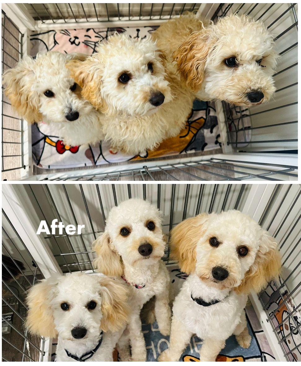 Fur Sure Grooming | 42A Selems Parade, Revesby NSW 2212, Australia | Phone: 0433 882 633