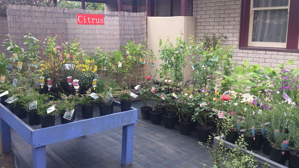 ColorGro Nursery | 29 Prince St, Rosedale VIC 3847, Australia | Phone: (03) 5199 2434