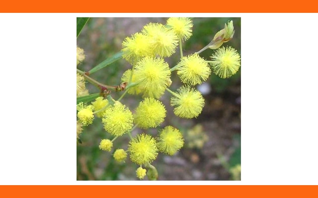 Ole Lantana Seeds | florist | 305 MacKenzie St, Centenary Heights QLD 4350, Australia | 0746353174 OR +61 7 4635 3174