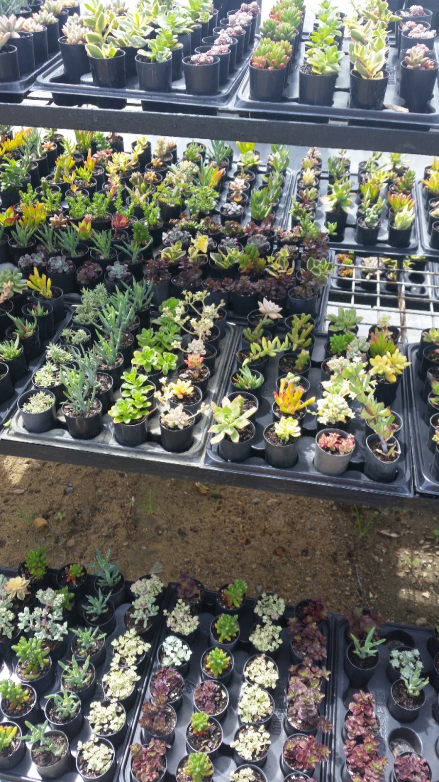 Andrews Succulents | Menchetti Rd, Neerabup WA 6031, Australia | Phone: 0437 703 533