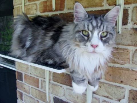 Cat Max Clear Net Enclosures | 318D Lenah Valley Rd, Lenah Valley TAS 7008, Australia | Phone: 1300 306 605