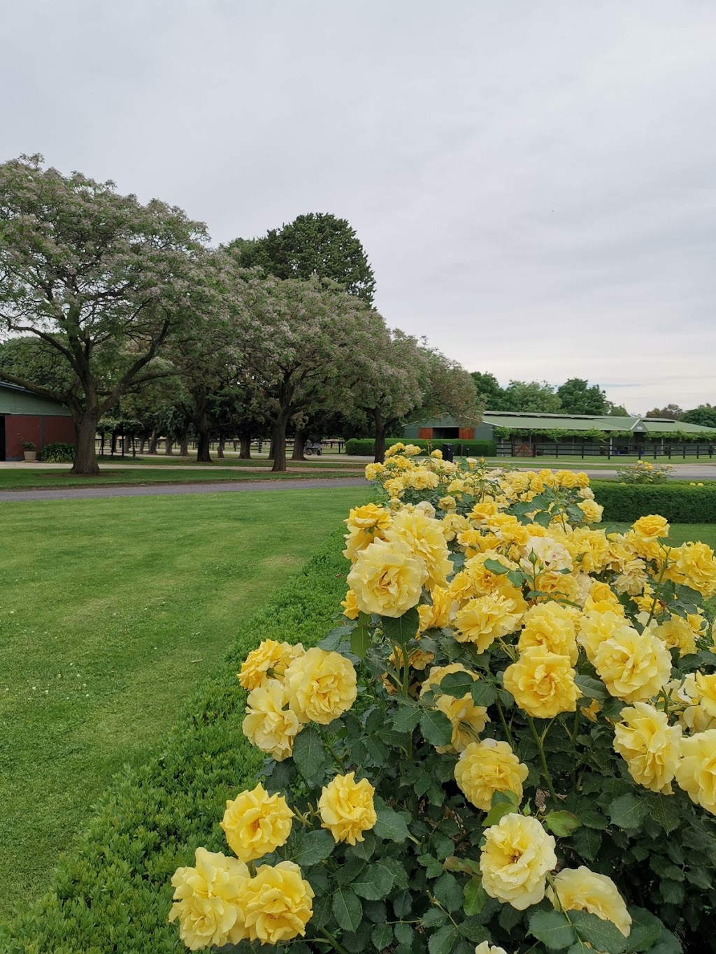 Swettenham Stud | entry Northwood road not blunt street, 2114 Northwood Rd, Nagambie VIC 3608, Australia | Phone: (03) 5794 2044