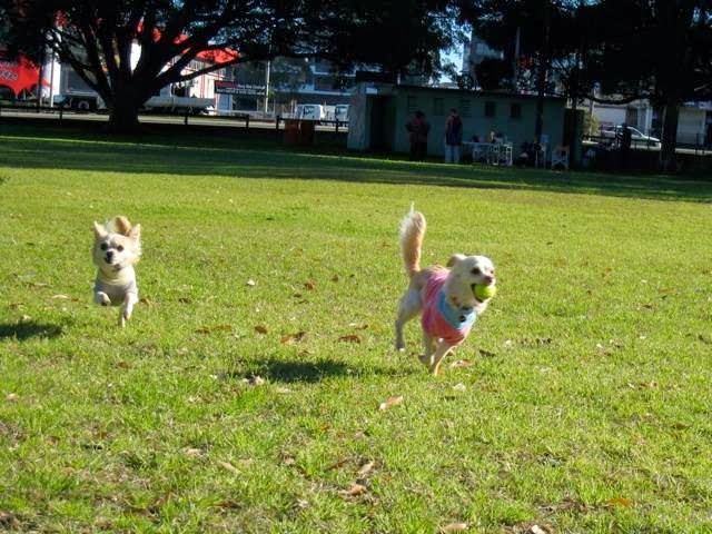 Polite Paws Dog Training, Puppy Preschool, Manners Classes, Beha | 350 Bull Ridge Rd, East Kurrajong NSW 2758, Australia | Phone: 0432 633 250