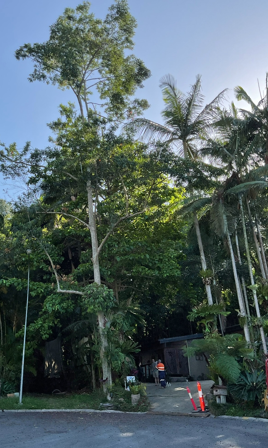 Pacific Tree Services | 31B Alexander Ln, Eltham NSW 2480, Australia | Phone: 0448 954 559