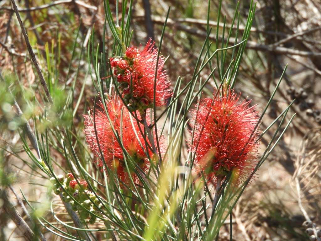 The Pines Reserve | park | Tarlee Rd, Kapunda SA 5373, Australia