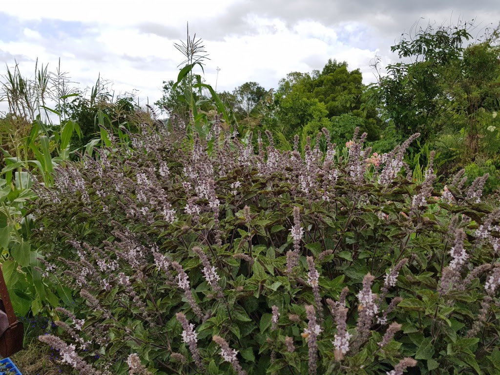 Mullumbimby Community Garden | Stuart St, Mullumbimby NSW 2482, Australia