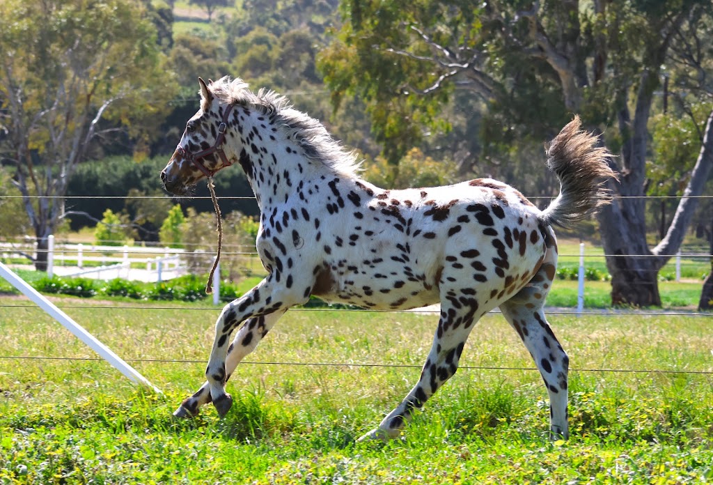 GrandView Sport Horses | 65 Landale Rd, Tooradin VIC 3980, Australia | Phone: 0420 903 789