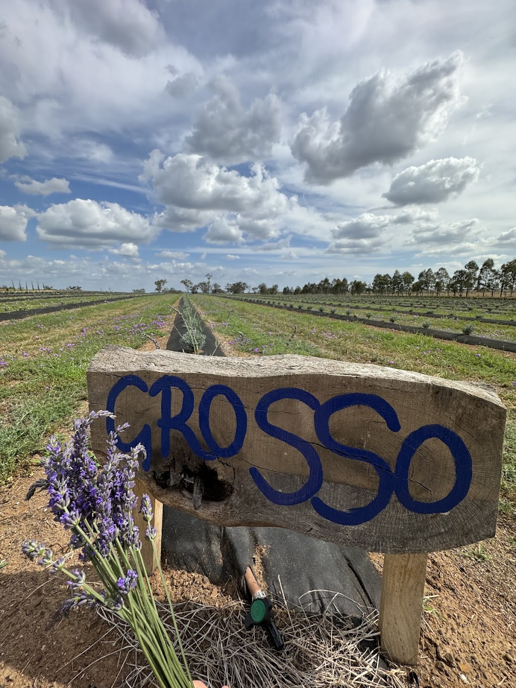 Back Paddock Botanical - Lavender and Herb Farm | 274 Goombungee Meringandan Rd, Goombungee QLD 4354, Australia | Phone: 0400 684 643