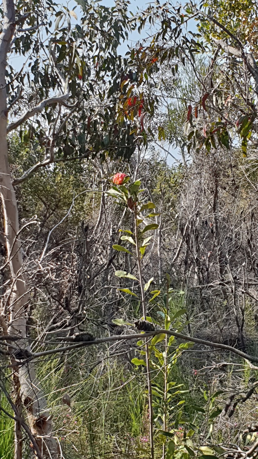 Elvina Trailhead | park | Elvina Walking Track, Ku-Ring-Gai Chase NSW 2083, Australia