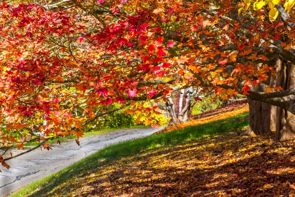 Mount Lofty Botanic Gardens, Lower Car Park | parking | Unnamed Road, Crafers SA 5152, Australia