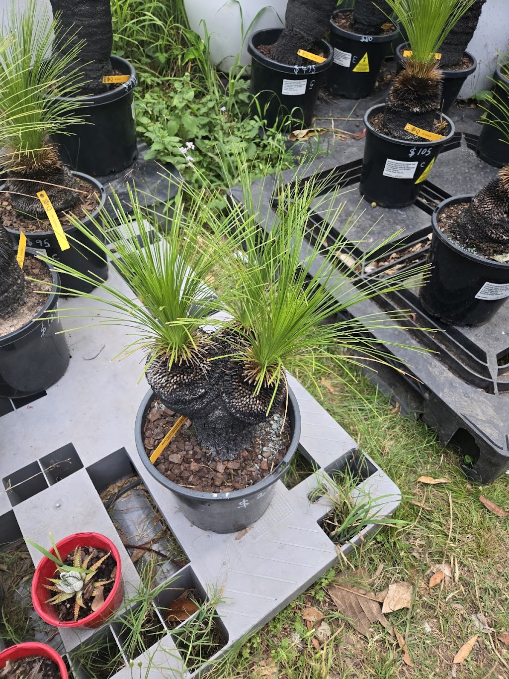 Advance Nursery | 164 Woodlands Dr, Thornlands QLD 4164, Australia | Phone: 0407 954 313