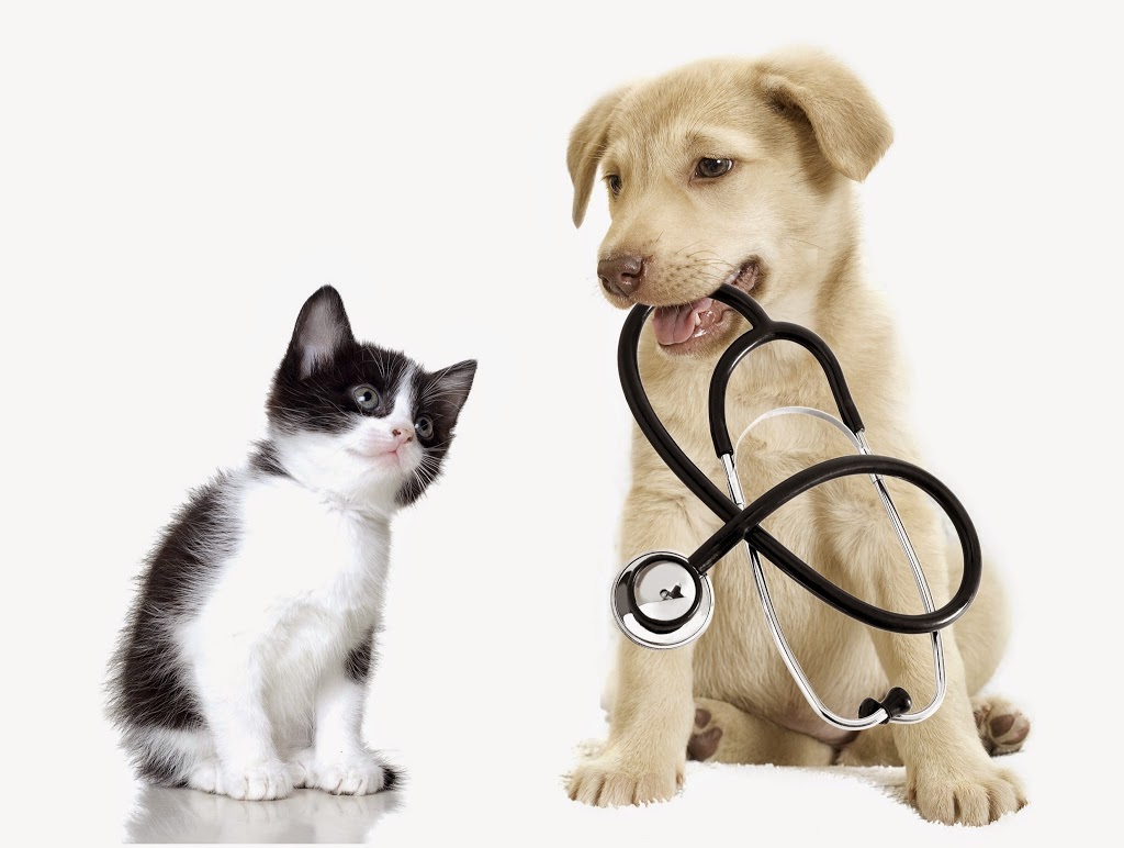 Belmont Avenue Veterinary Hospital | veterinary care | 304 Belmont Ave, Belmont WA 6104, Australia | 0892774966 OR +61 8 9277 4966