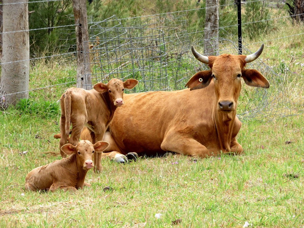 Gleneden Family Farm and Bullock Team | 375 N Branch Rd, Maryvale QLD 4370, Australia | Phone: (07) 4666 1273