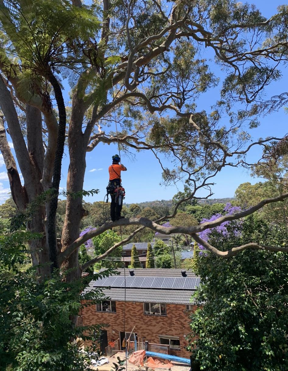CB TREE SERVICES PTY LTD | 18 Boronia Rd, Bullaburra NSW 2784, Australia | Phone: 0458 052 658