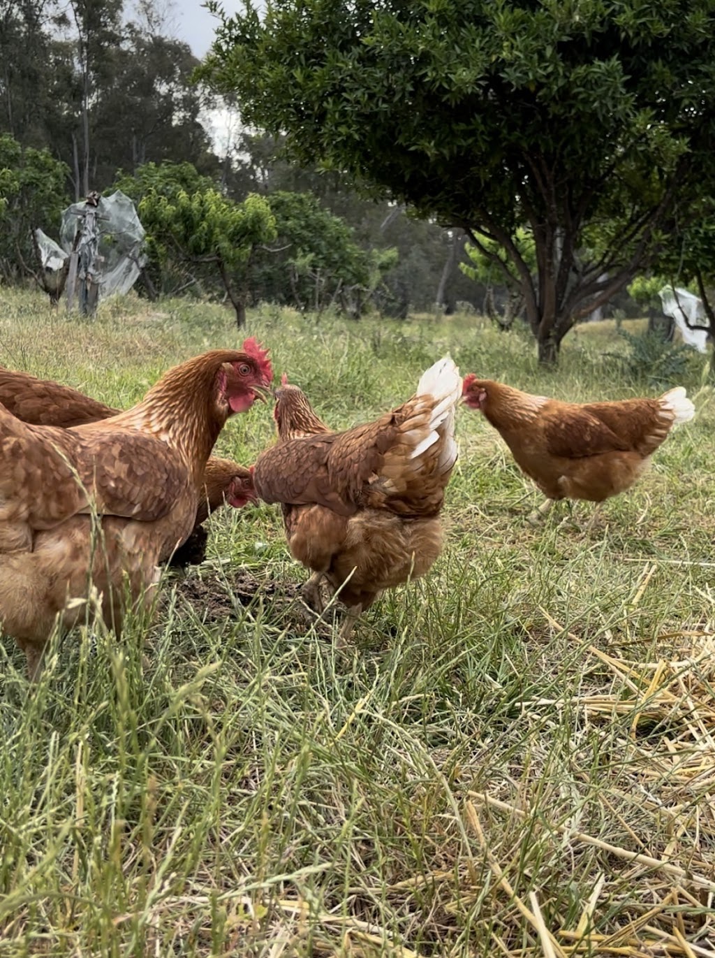 Murrumbidgee Farms | Judds Block, Carrathool NSW 2711, Australia | Phone: 0497 001 269