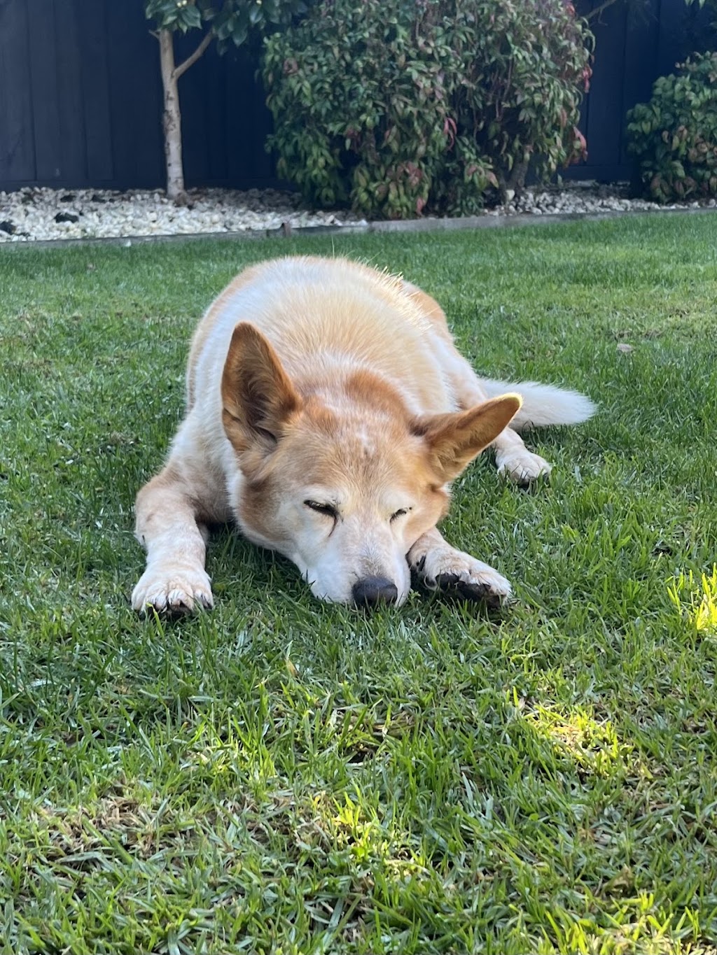 Rainbow Bridge - In-Home Pet Euthanasia | 10 S Beach Rd, Somers VIC 3927, Australia | Phone: 0499 315 689
