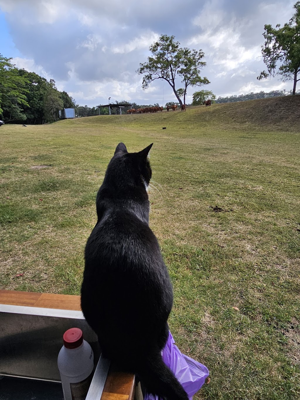 Cattle Camp, Sarina Qld | 182 W Plane Creek Rd, Sarina QLD 4737, Australia | Phone: 0488 546 370